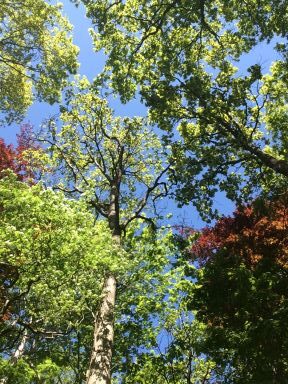 burn-out coach in regio alkmaar buiten in de natuur