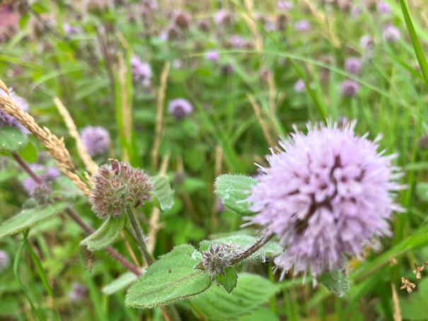 Gesprekken in de natuur door wandelcoach in Egmond.