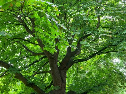 Mindfulness met een burnoutcoach in de natuur van Alkmaar.