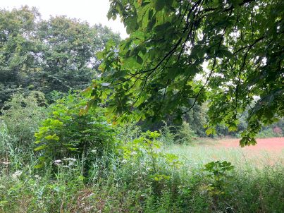 Wandelen tegen stress in Castricum in de duinen.